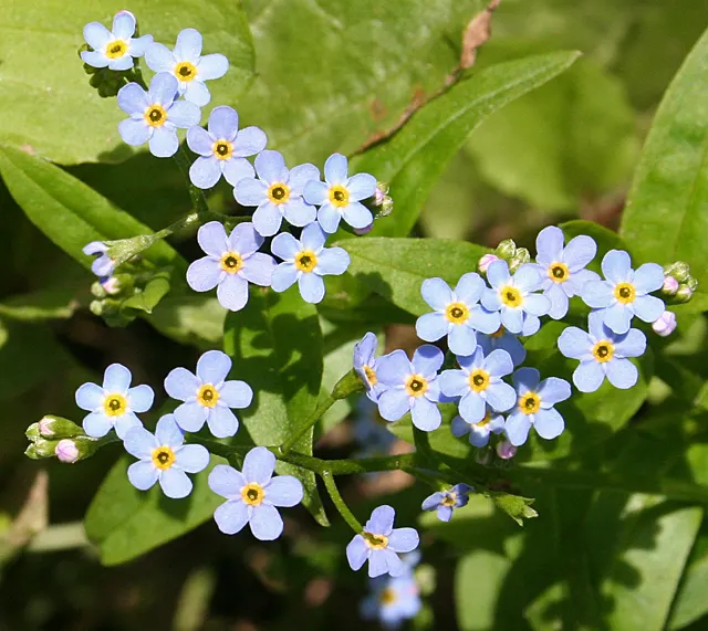 Forget-Me-Not (Myosotis Alpestris) — Forget-me-not (Myosotis alpestris) graces gardens with clusters of sky-blue flowers; reaching 6-12 inches, image 81