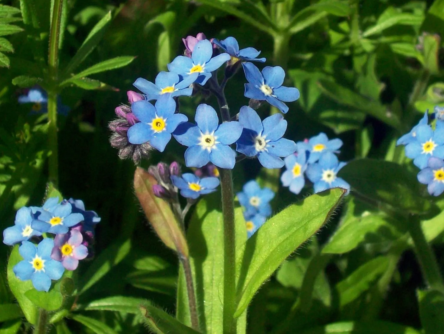 Forget-Me-Not (Myosotis Alpestris) — commonly known as Alpine Forget-me-not; perennial with blue blooms, image 146