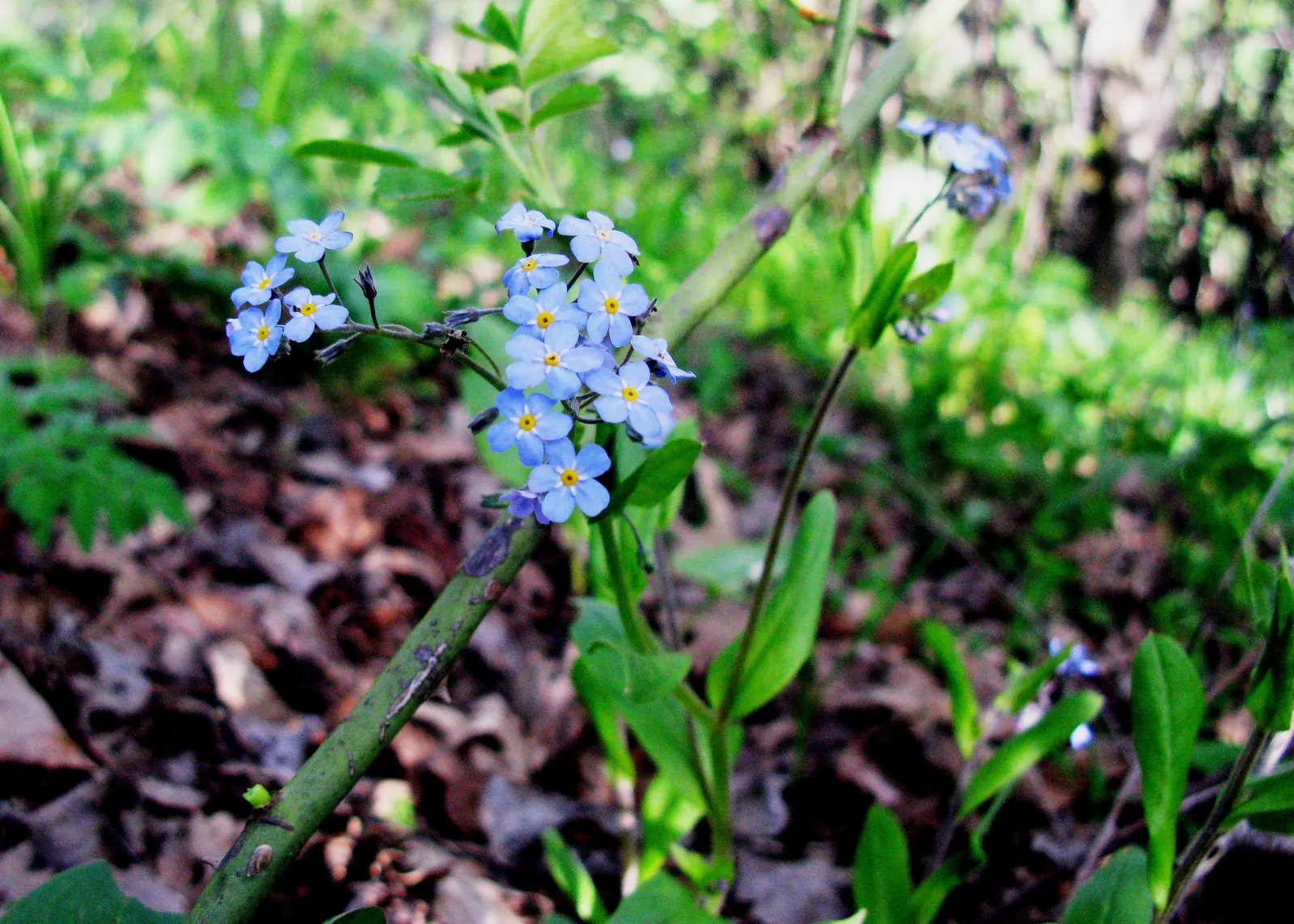Forget-Me-Not (Myosotis Alpestris) — Forget-me-not (Myosotis alpestris) graces gardens with clusters of sky-blue flowers