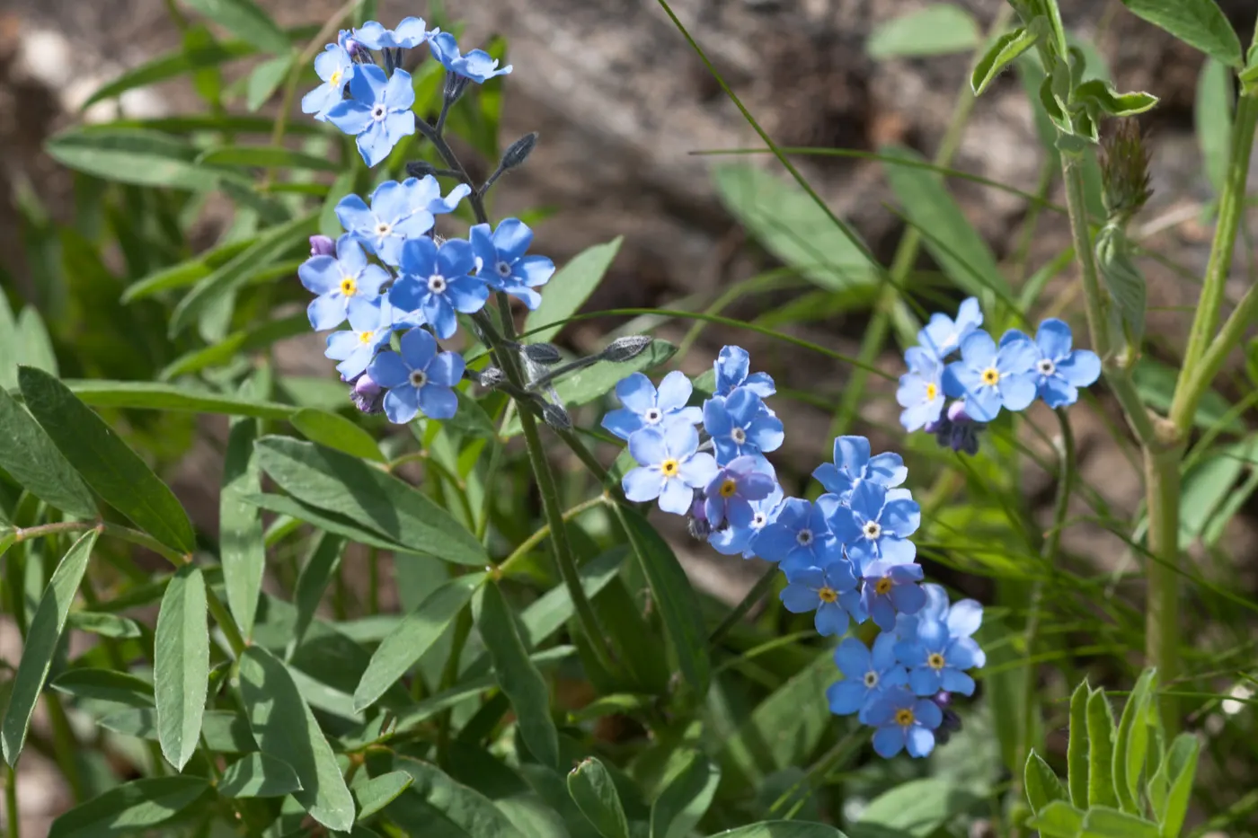 Forget-Me-Not (Myosotis Alpestris) — as its common name suggests; this plant typically flowers from late spring to early summer, image 156