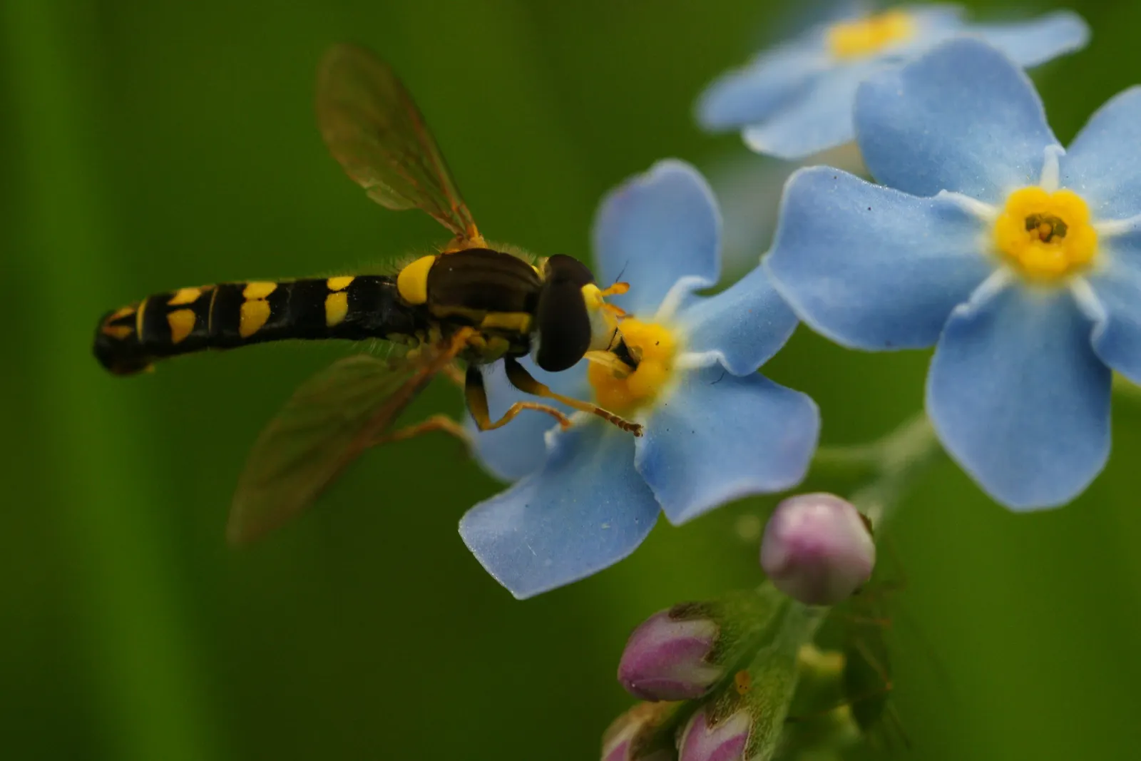 Forget-Me-Not (Myosotis Alpestris) — as its common name suggests