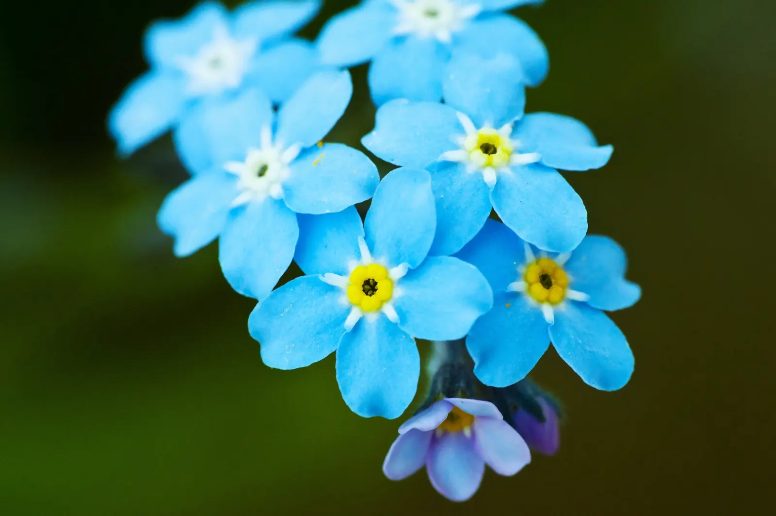 Forget-Me-Not (Myosotis Alpestris) — This plant typically flowers from late spring to early summer; perennial for full or half, image 89