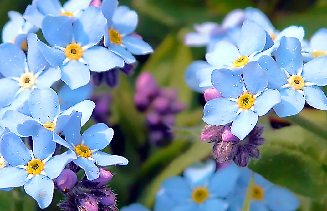 Forget-Me-Not (Myosotis Alpestris) — Blooming in spring, it adds a charming touch of color and can symbolize remembrance in a landscape design; it, image 165