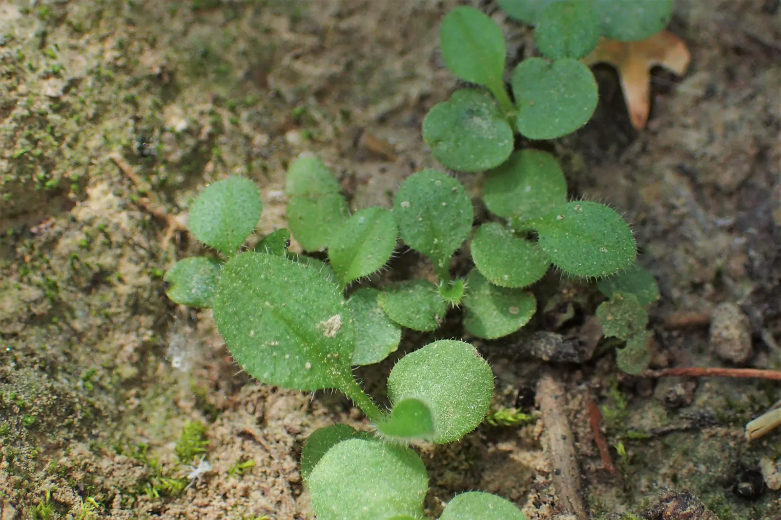 Forget-Me-Not (Myosotis Alpestris) — thriving well in USDA hardiness zones 2 through 9; to maintain its compact growth habit, image 131