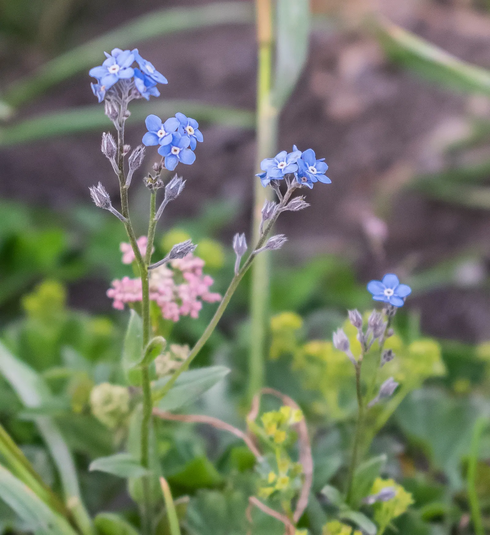 Forget-Me-Not (Myosotis Alpestris) — This plant typically flowers from late spring to early summer; perennial for full or half, image 109