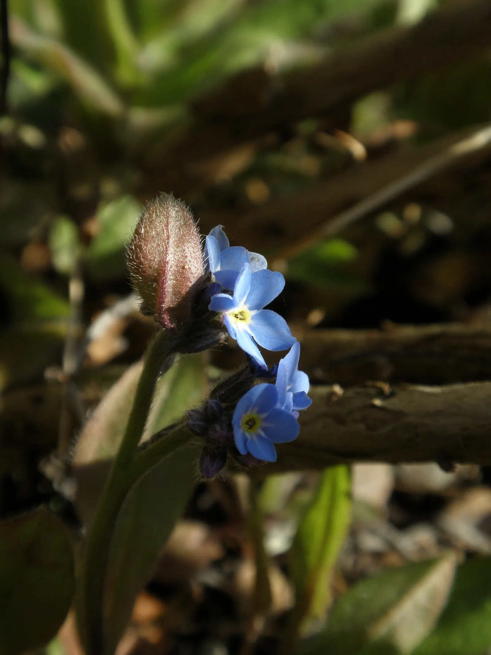Forget-Me-Not (Myosotis Alpestris) — is an herbaceous perennial that graces many gardens with its delicate sky-blue flowers; commonly known as Alpine
