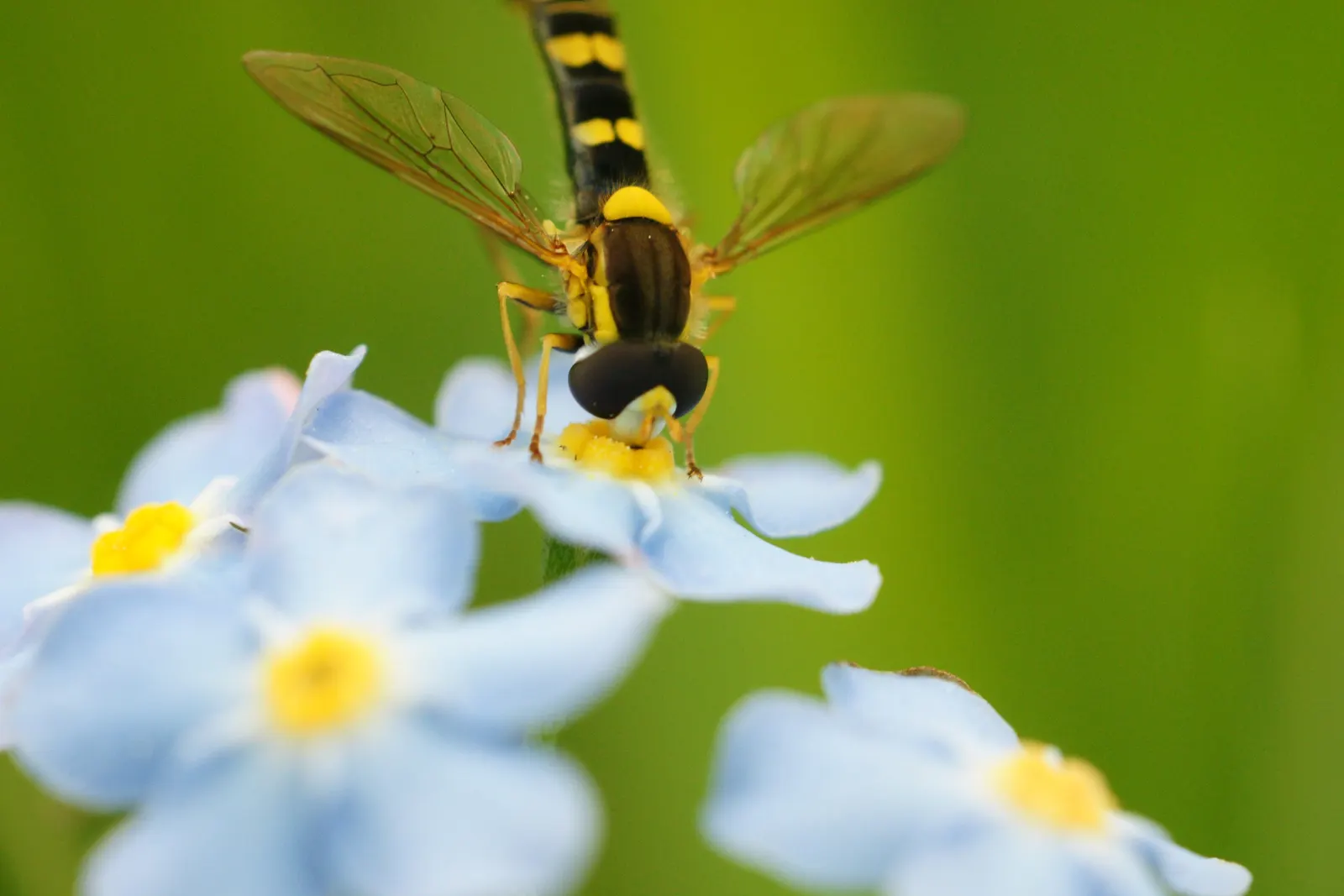 Forget-Me-Not (Myosotis Alpestris) — is an herbaceous perennial that graces many gardens with its delicate sky-blue flowers