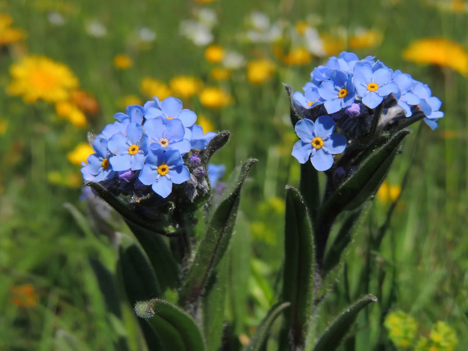 Forget-Me-Not (Myosotis Alpestris) — It is a touch of natural beauty that invites both contemplation and admiration in the outdoor space; as its, image 117