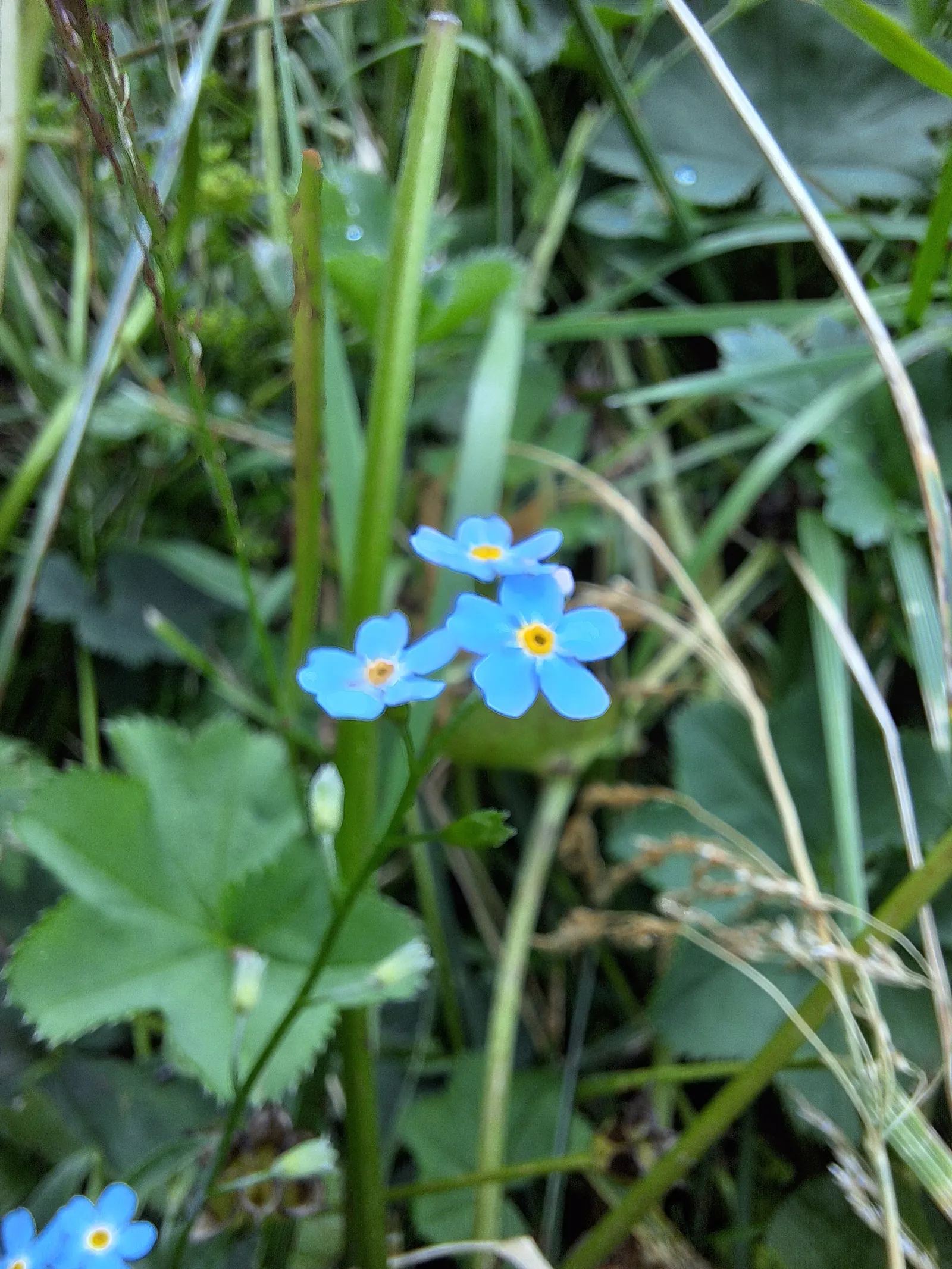 Forget-Me-Not (Myosotis Alpestris) — This perennial thrives in zones 3-8, prefers partial shade, and moist, well-drained soil; blue flowers in the, image 43