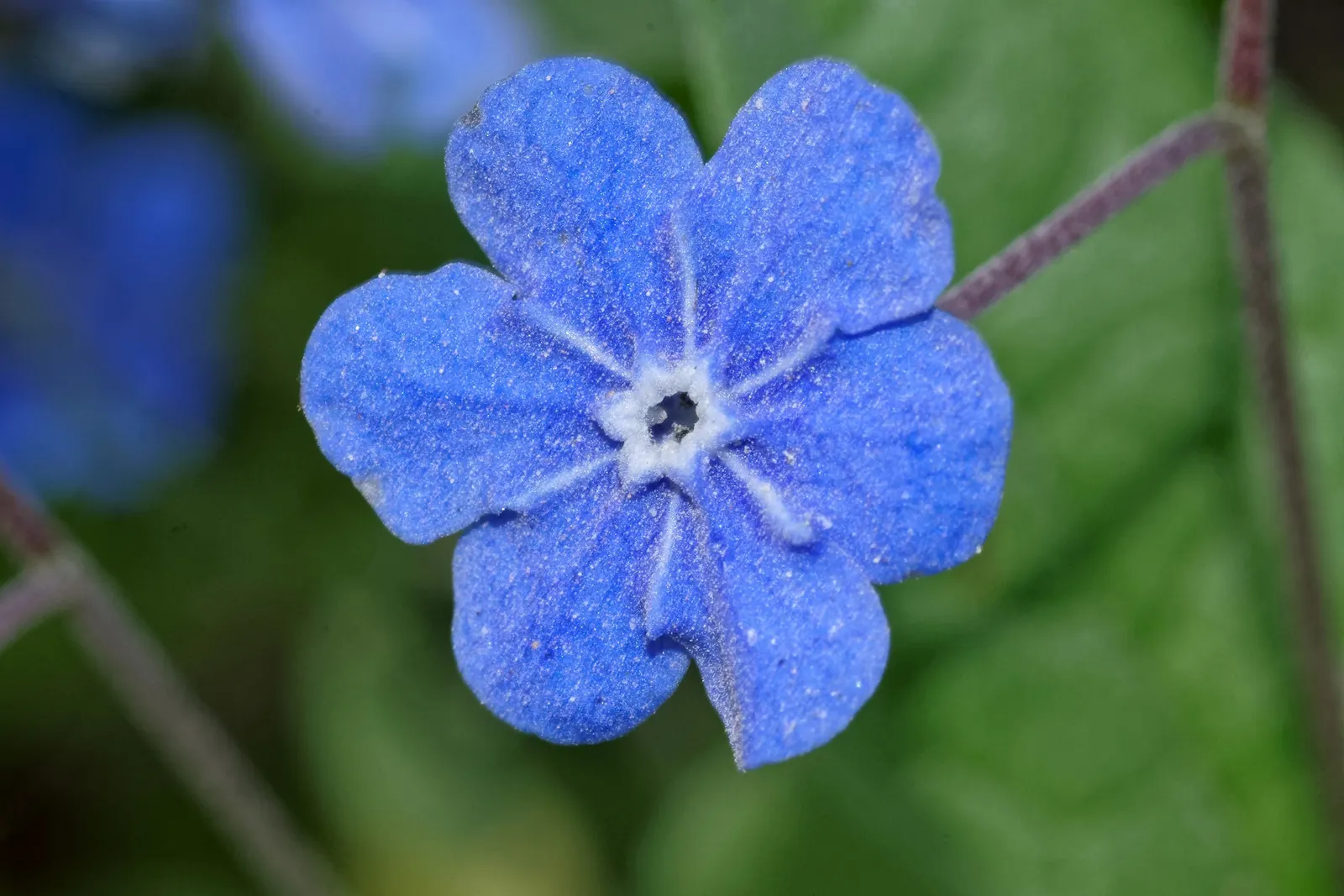Forget-Me-Not (Myosotis Alpestris) — It prefers full sun to partial shade and requires well-drained soil; forget-me-not (Myosotis alpestris) graces gardens