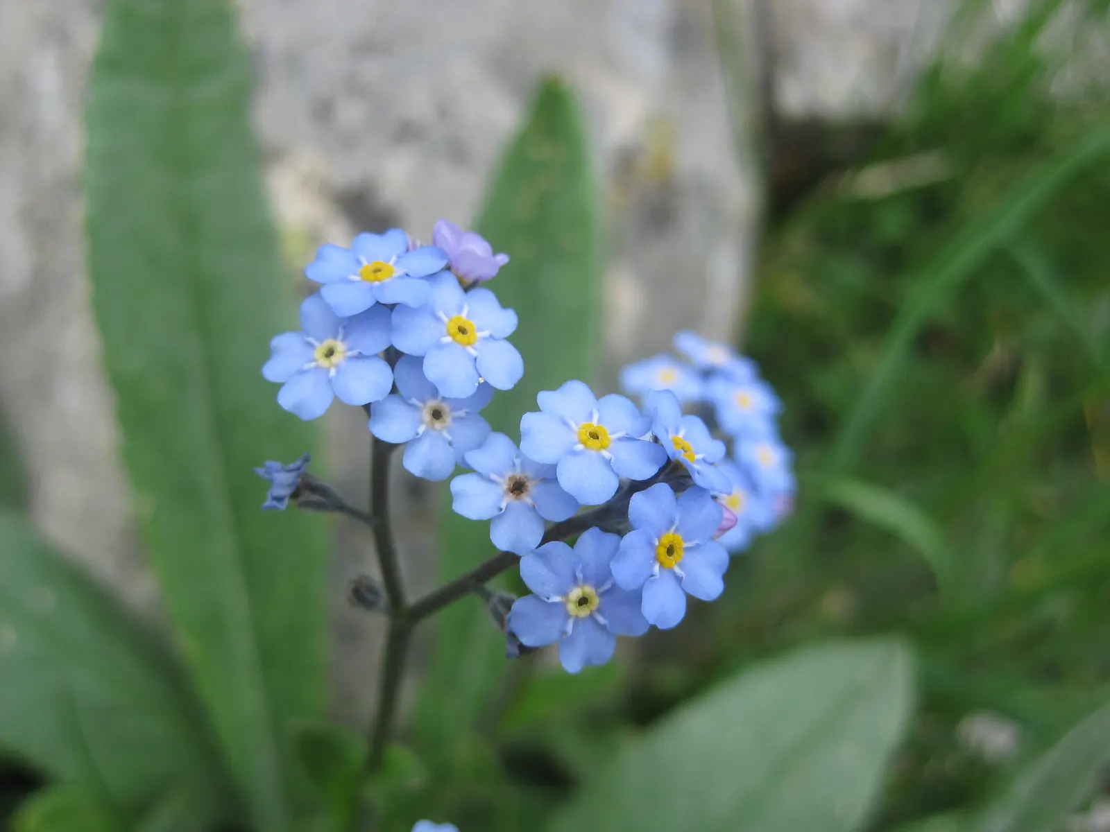 Forget-Me-Not (Myosotis Alpestris) — This perennial thrives in zones 3-8, prefers partial shade, and moist, well-drained soil; blue flowers in the, image 63