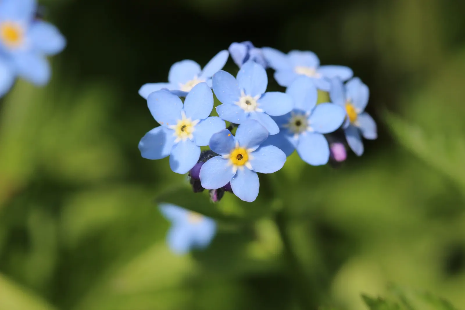 Forget-Me-Not (Myosotis Alpestris) — marginally tolerant of drought once established; each featuring a tiny yellow or white eye at the center, image 133