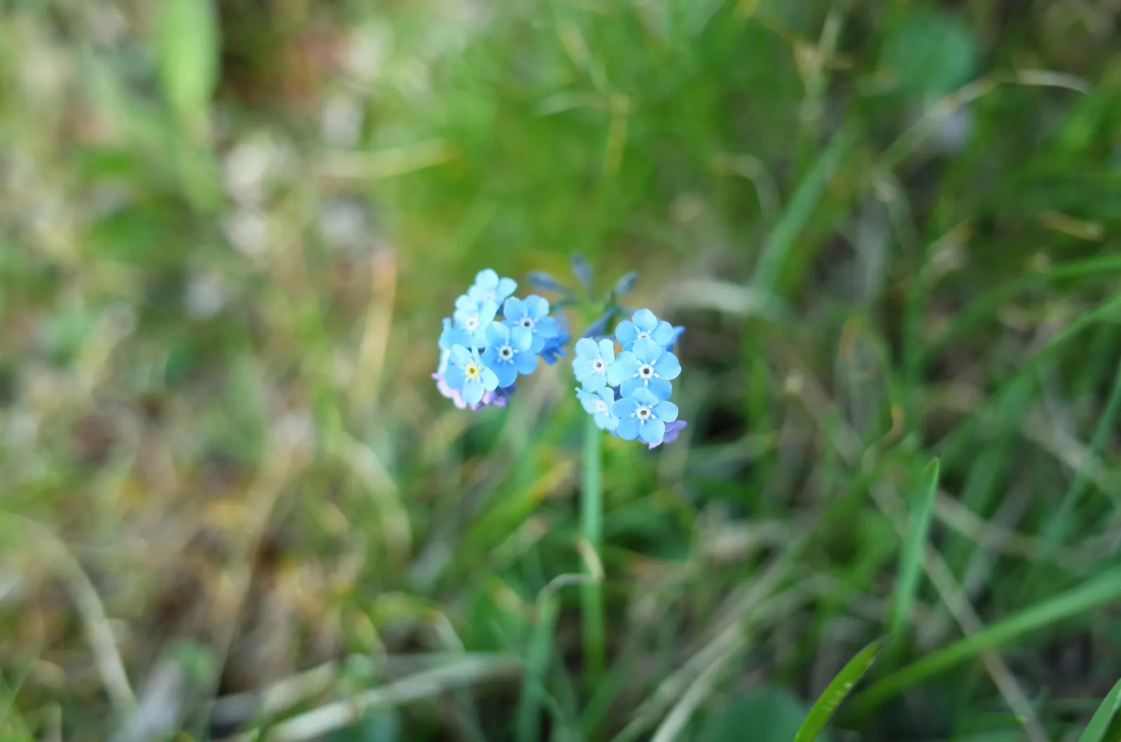 Forget-Me-Not (Myosotis Alpestris) — This perennial thrives in zones 3-8, prefers partial shade, and moist, well-drained soil