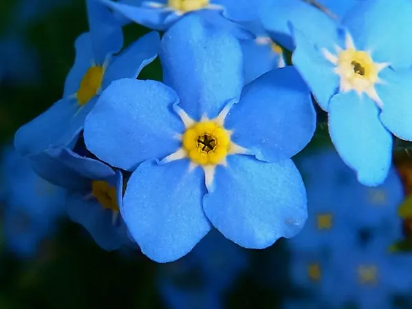 Forget-Me-Not (Myosotis Alpestris) — blue flowers in the garden; this perennial thrives in zones 3-8, prefers partial shade, and moist, image 78