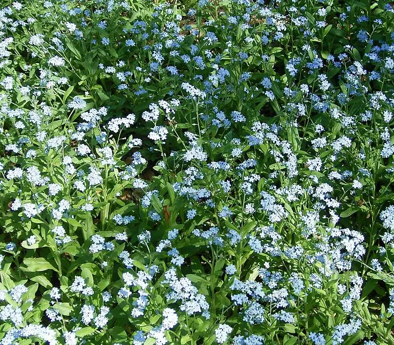 Forget-Me-Not (Myosotis Alpestris) — To maintain its compact growth habit