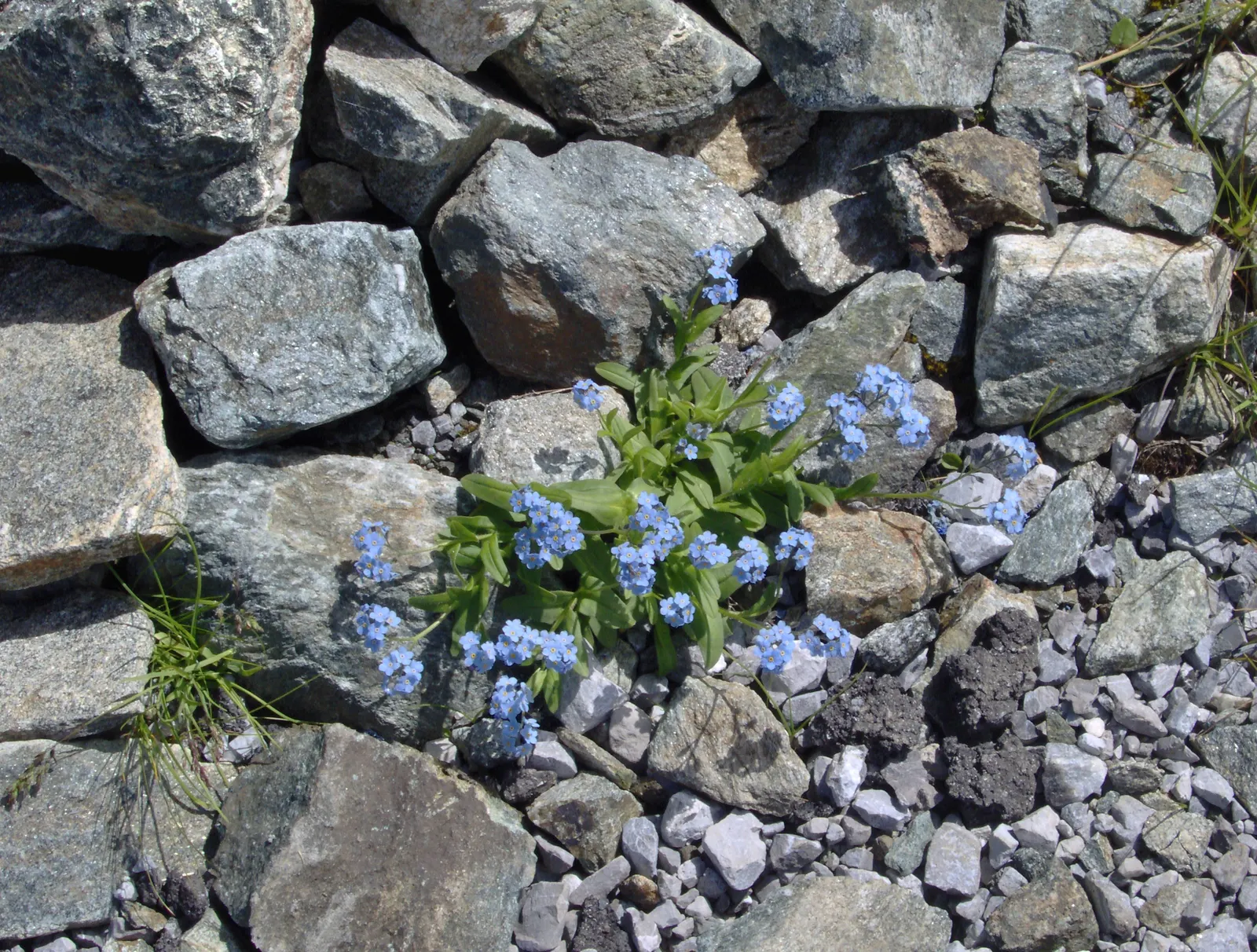 Forget-Me-Not (Myosotis Alpestris) — is an herbaceous perennial that graces many gardens with its delicate sky-blue flowers; commonly known as, image 147