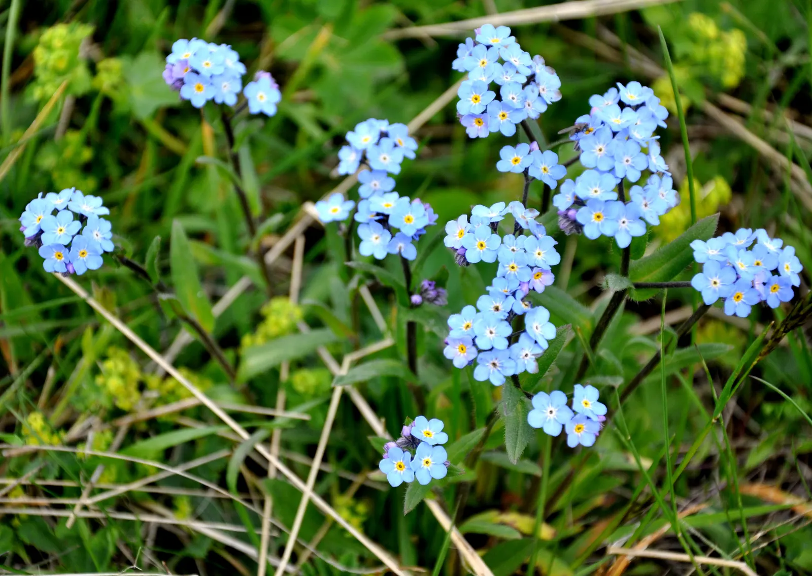 Forget-Me-Not (Myosotis Alpestris) — and along pathways due to its modest size and need for minimal maintenance; each with a delicate yellow center