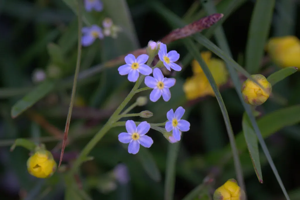 Forget-Me-Not (Myosotis Alpestris) — as its common name suggests; this plant typically flowers from late spring to early summer, image 136