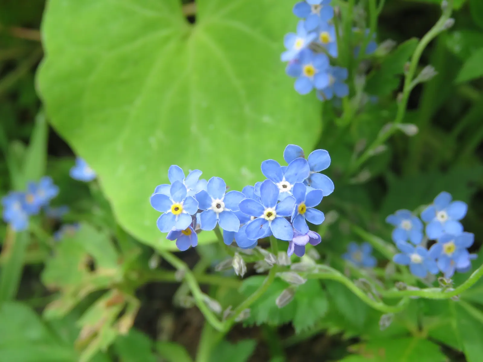 Forget-Me-Not (Myosotis Alpestris) — Forget-me-not (Myosotis alpestris) graces gardens with clusters of sky-blue flowers; reaching 6-12 inches, image 141