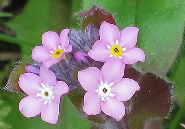 Forget-Me-Not (Myosotis Alpestris) — This perennial thrives in zones 3-8, prefers partial shade, and moist, well-drained soil; blue flowers in the, image 163