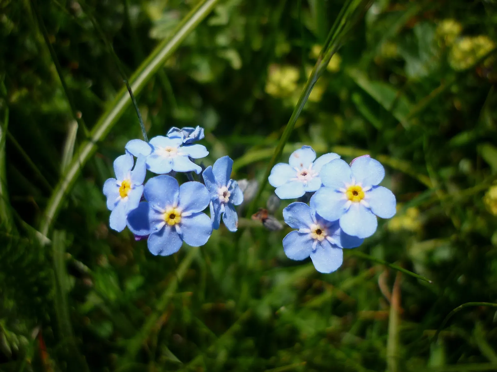 Forget-Me-Not (Myosotis Alpestris) — It is a touch of natural beauty that invites both contemplation and admiration in the outdoor space; as its common name