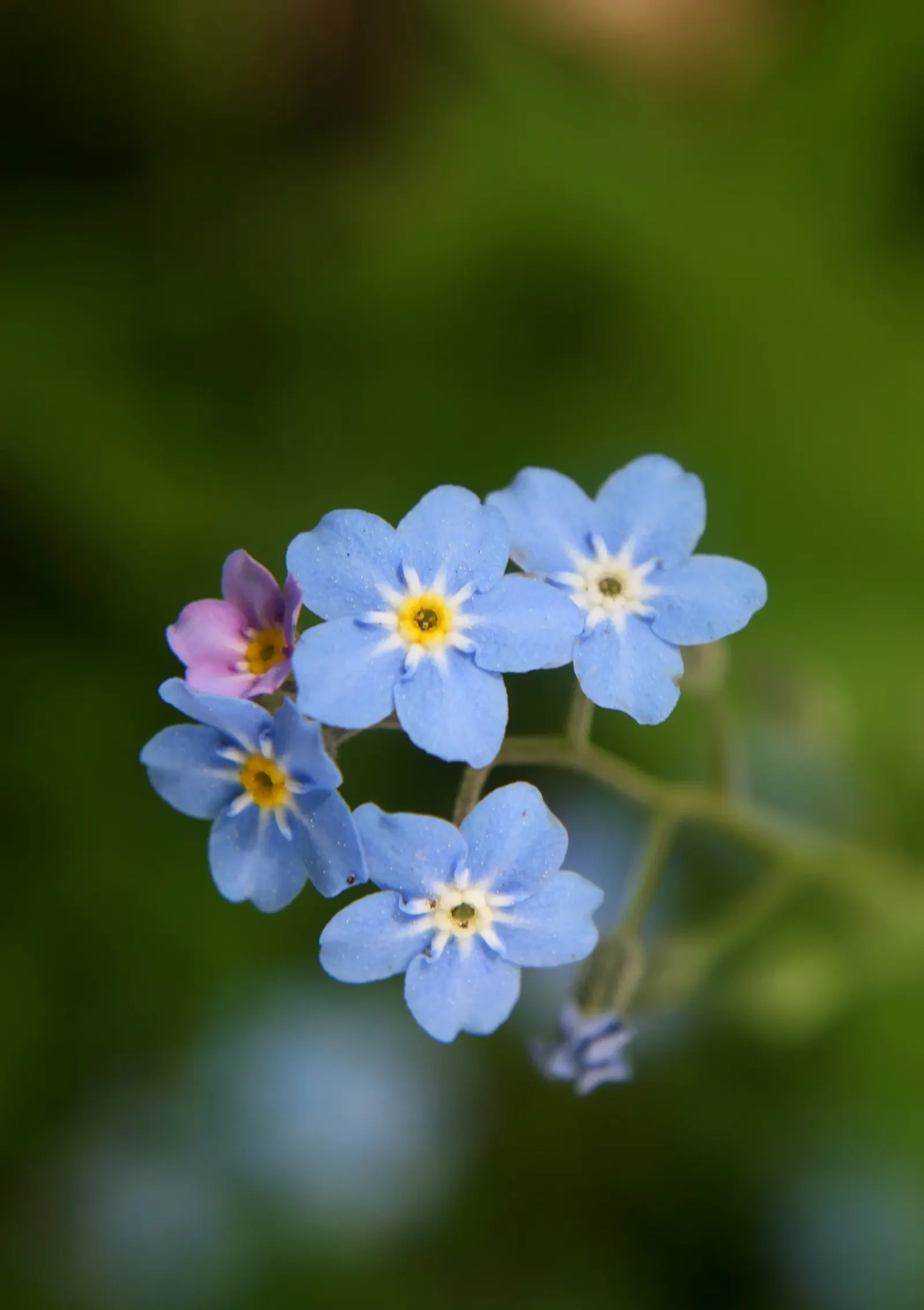 Forget-Me-Not (Myosotis Alpestris) — It prefers full sun to partial shade and requires well-drained soil; forget-me-not (Myosotis alpestris) graces, image 112