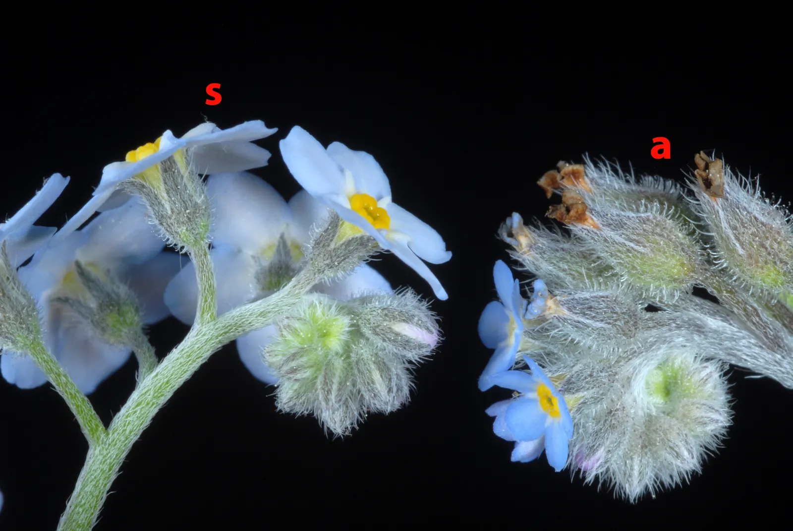 Forget-Me-Not (Myosotis Alpestris) — and along pathways due to its modest size and need for minimal maintenance; each with a delicate yellow center, image 115