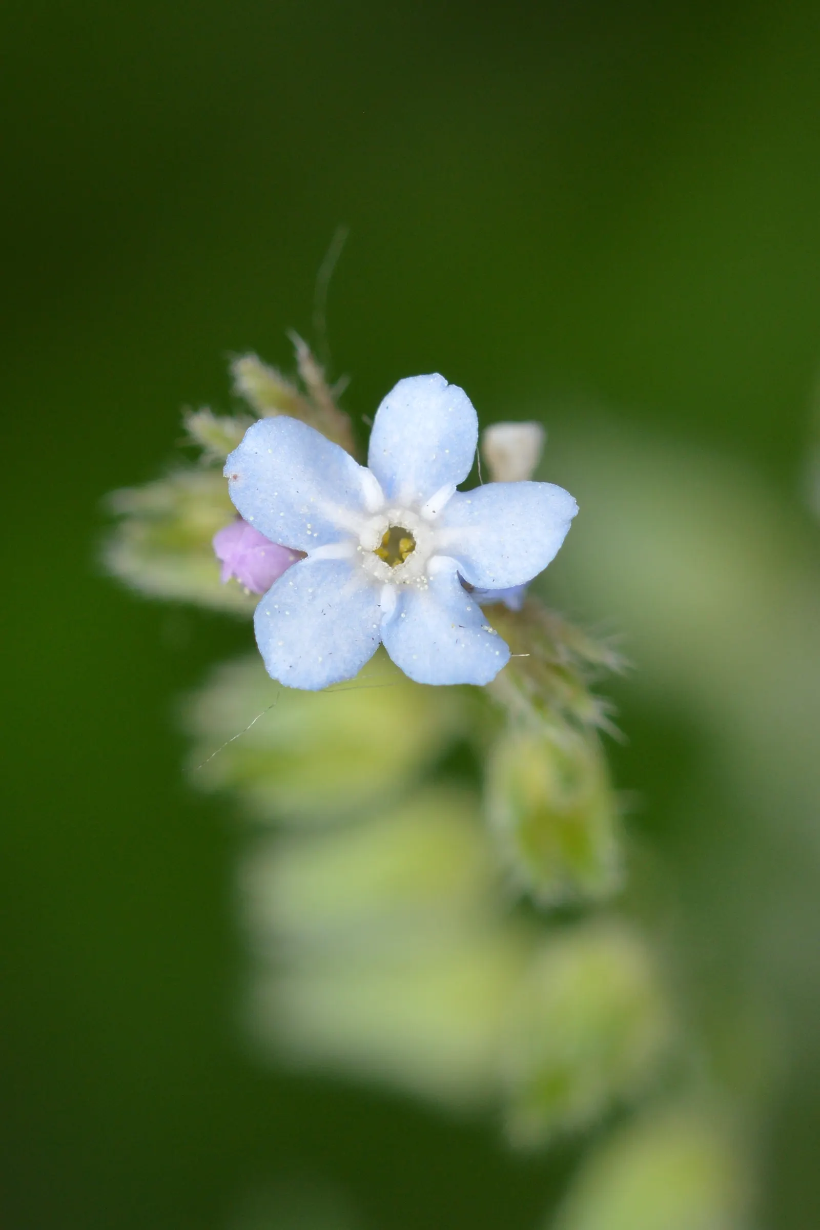 Forget-Me-Not (Myosotis Alpestris) — as its common name suggests; this plant typically flowers from late spring to early summer, image 96