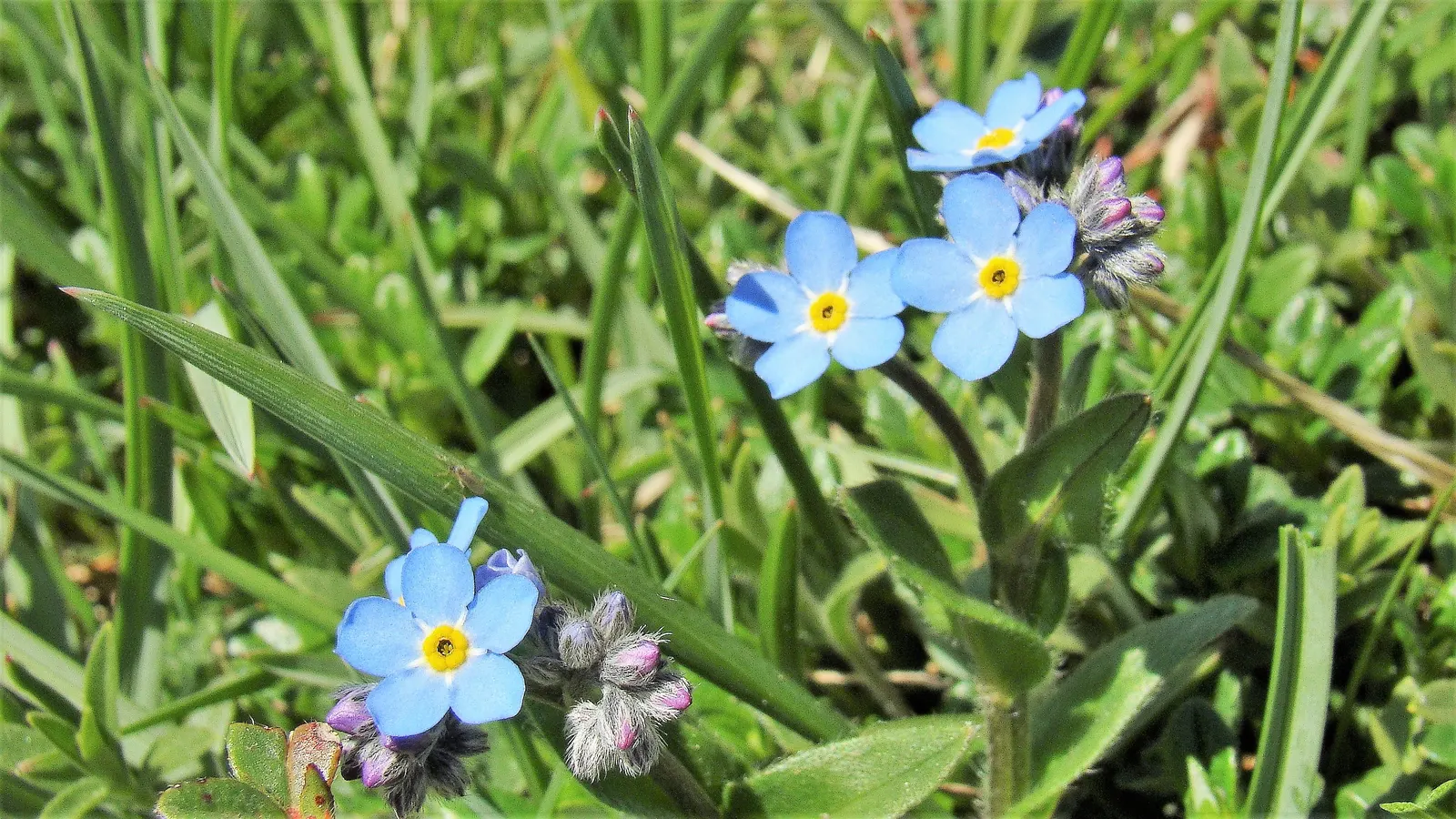 Forget-Me-Not (Myosotis Alpestris) — each featuring a tiny yellow or white eye at the center; marginally tolerant of drought once established, image 168