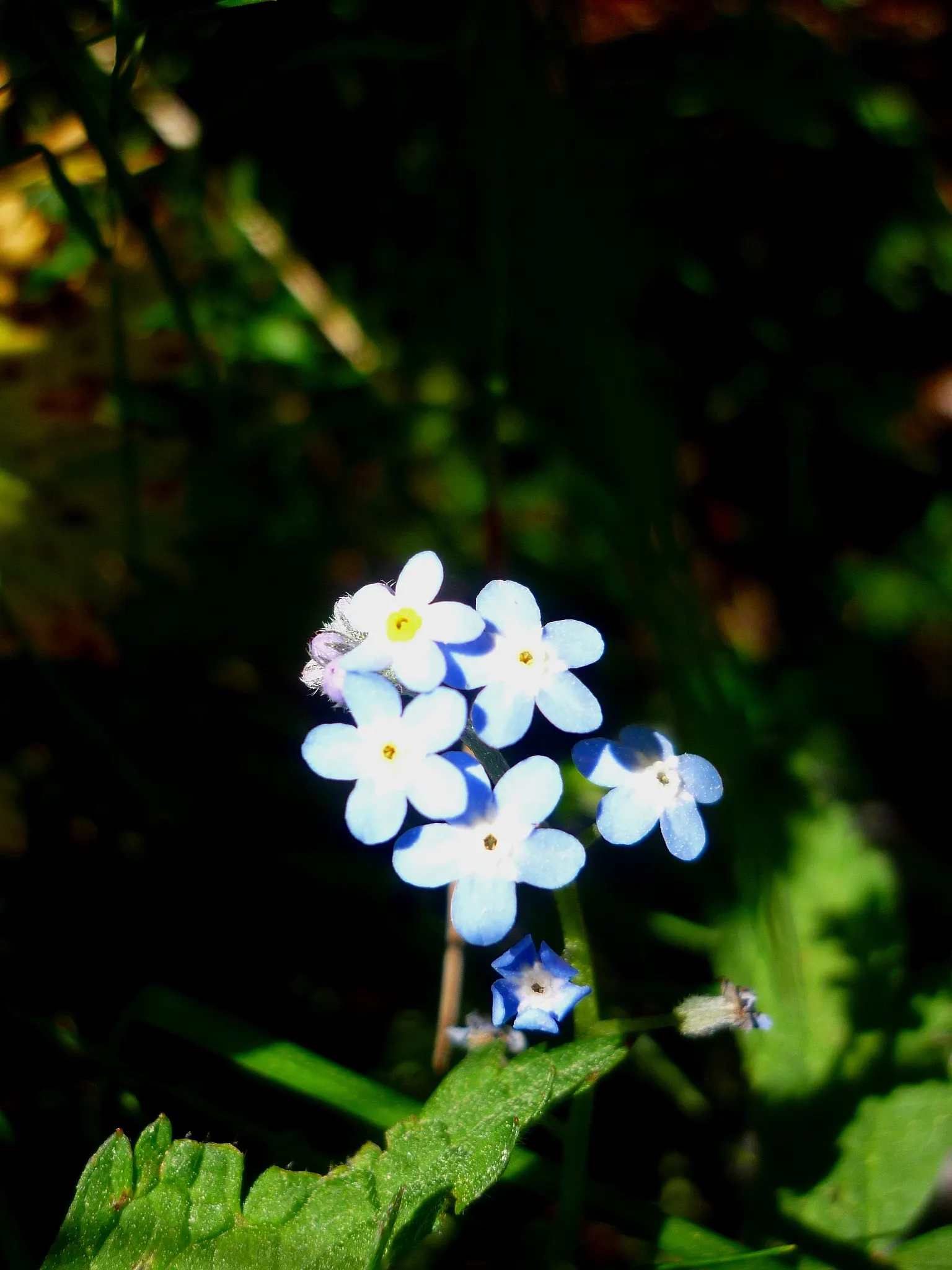 Forget-Me-Not (Myosotis Alpestris) — and along pathways due to its modest size and need for minimal maintenance; each with a delicate yellow center, image 55
