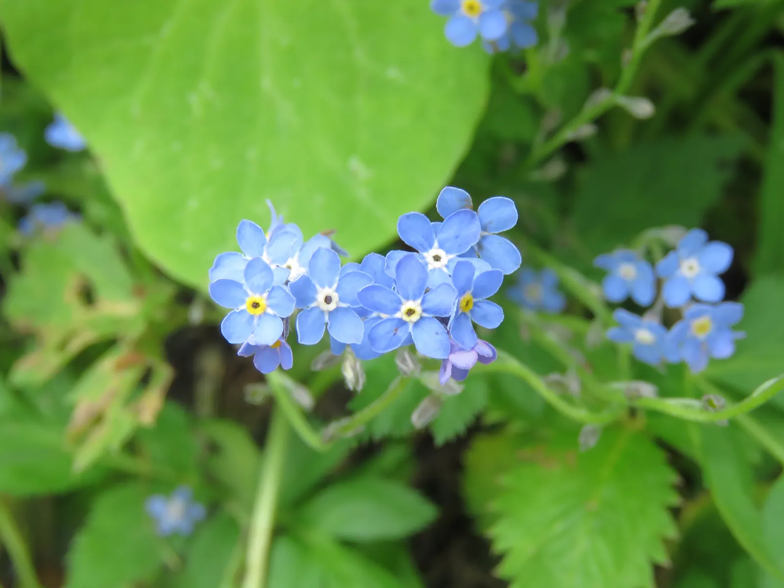 Forget-Me-Not (Myosotis Alpestris) — blue flowers in the garden; this perennial thrives in zones 3-8, prefers partial shade, and moist, image 118