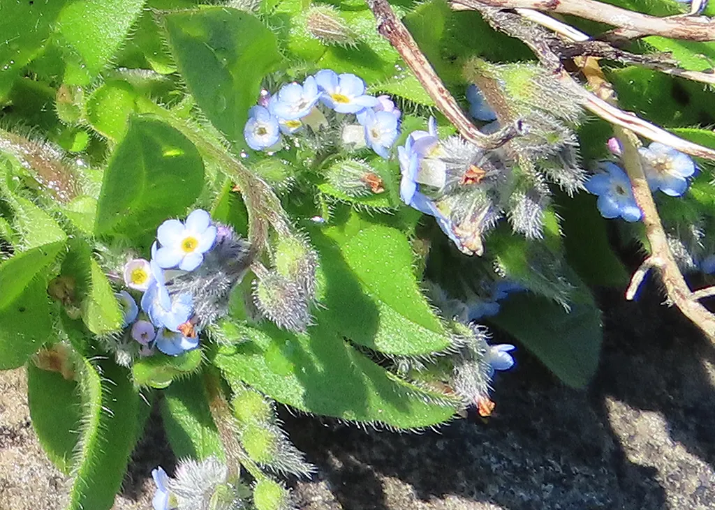 Forget-Me-Not (Myosotis Alpestris) — with blossoms that span approximately half an inch across; is an herbaceous perennial that graces many gardens with its