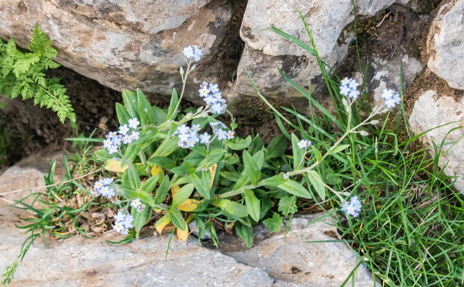 Forget-Me-Not (Myosotis Alpestris) — This perennial thrives in zones 3-8, prefers partial shade, and moist, well-drained soil; blue flowers in the garden