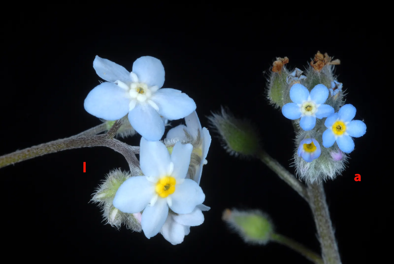 Forget-Me-Not (Myosotis Alpestris) — perennial with blue blooms; with blossoms that span approximately half an inch across, image 59