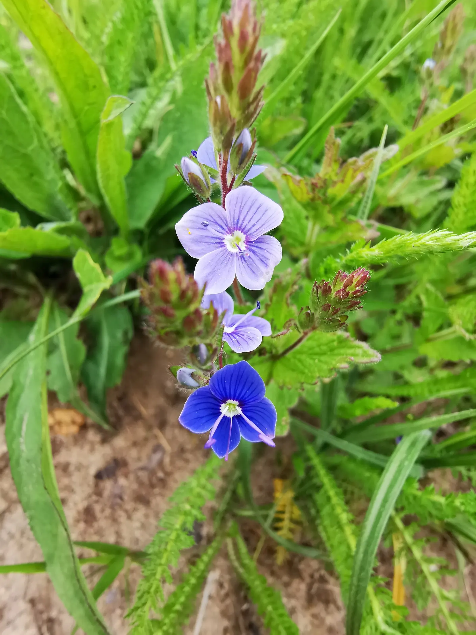 Forget-Me-Not (Myosotis Alpestris) — with blossoms that span approximately half an inch across; is an herbaceous perennial that graces many gardens, image 150