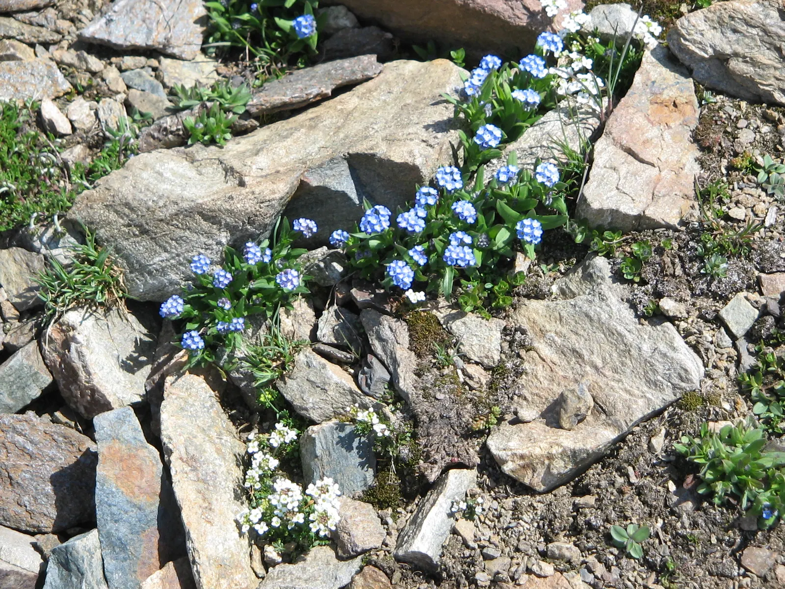 Forget-Me-Not (Myosotis Alpestris) — commonly known as Alpine Forget-me-not; perennial with blue blooms, image 166