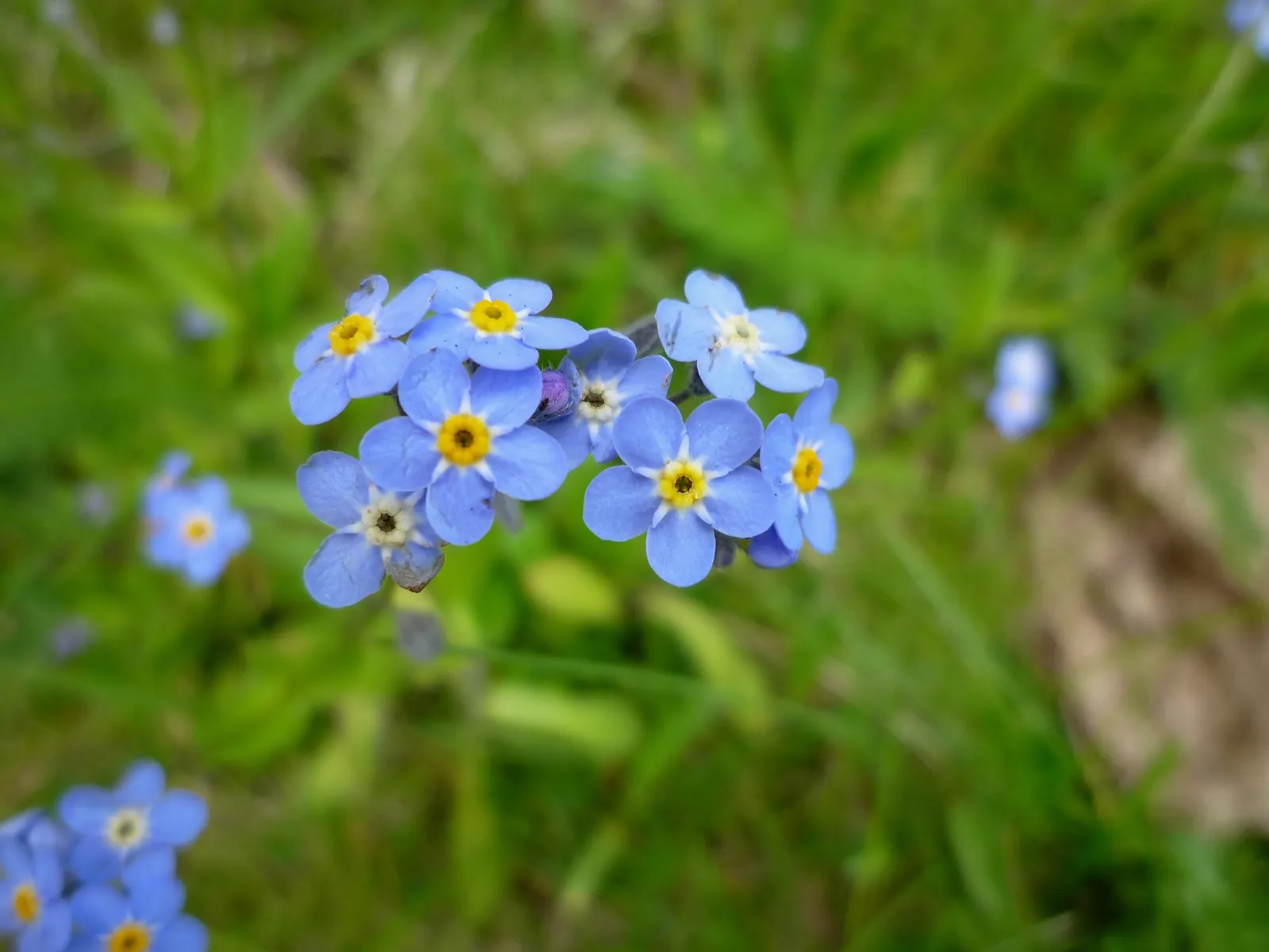 Forget-Me-Not (Myosotis Alpestris) — each with a delicate yellow center