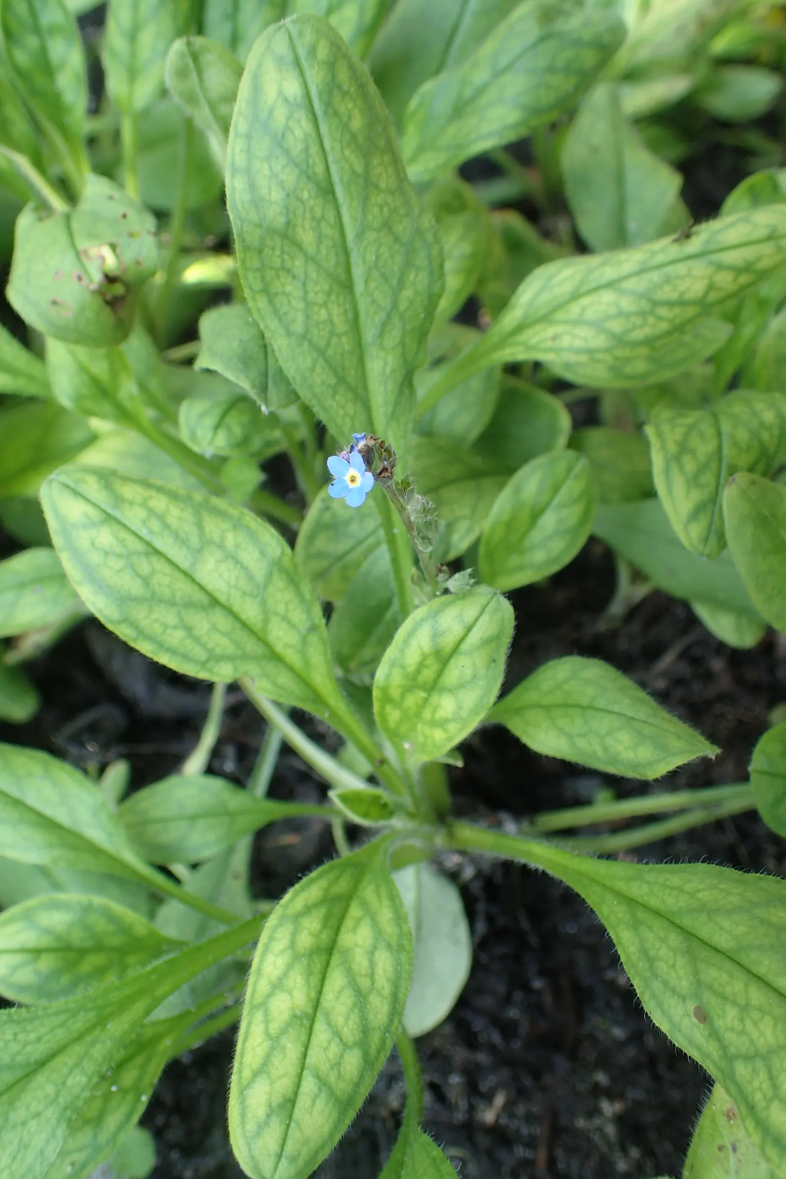 Forget-Me-Not (Myosotis Alpestris) — commonly known as Alpine Forget-me-not; perennial with blue blooms, image 106