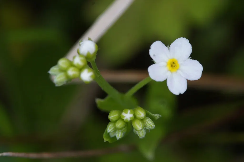 Forget-Me-Not (Myosotis Alpestris) — each featuring a tiny yellow or white eye at the center; marginally tolerant of drought once established, image 148
