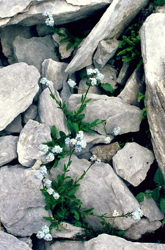 Forget-Me-Not (Myosotis Alpestris) — To maintain its compact growth habit; and along pathways due to its modest size and need for minimal, image 54