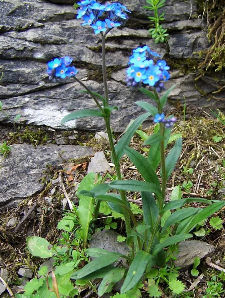 Forget-Me-Not (Myosotis Alpestris) — marginally tolerant of drought once established; each featuring a tiny yellow or white eye at the center, image 73