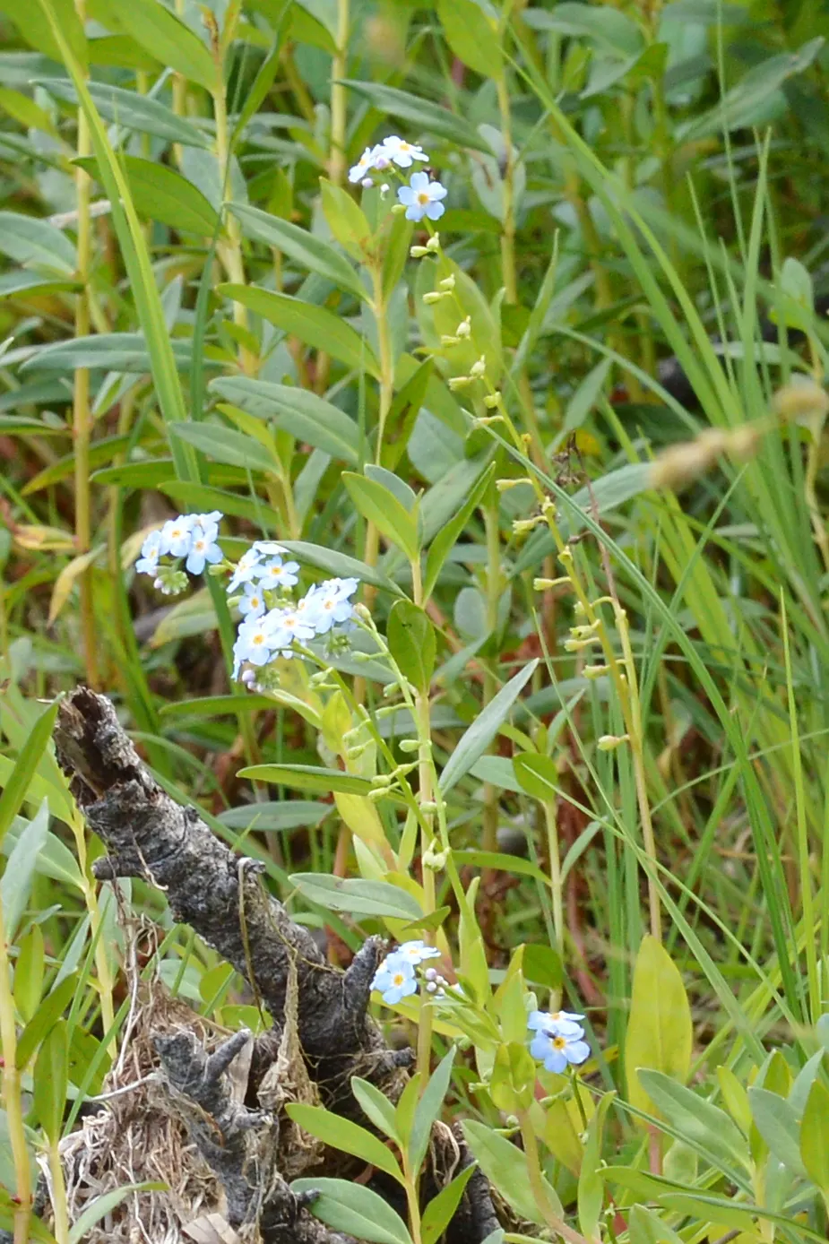 Forget-Me-Not (Myosotis Alpestris) — It is a touch of natural beauty that invites both contemplation and admiration in the outdoor space; as its, image 77