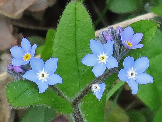 Forget-Me-Not (Myosotis Alpestris) — commonly known as Alpine Forget-me-not; perennial with blue blooms, image 46