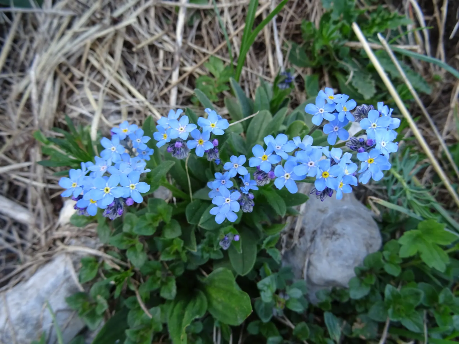Forget-Me-Not (Myosotis Alpestris) — thriving well in USDA hardiness zones 2 through 9; to maintain its compact growth habit, image 111