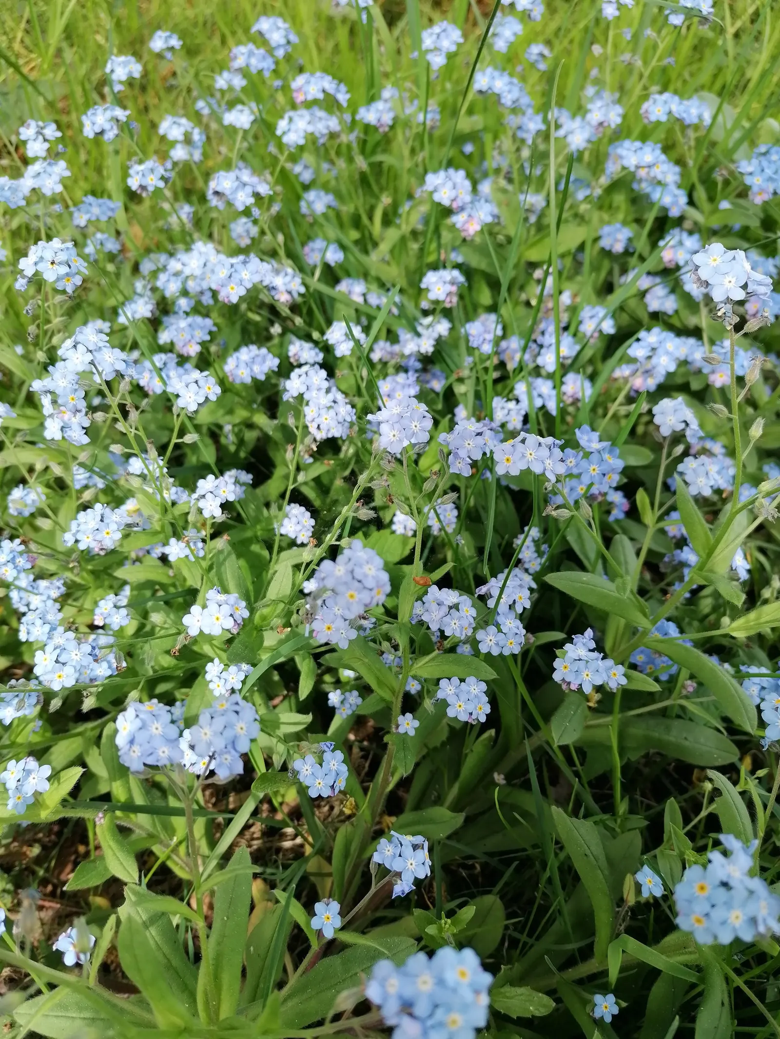 Forget-Me-Not (Myosotis Alpestris) — is an herbaceous perennial that graces many gardens with its delicate sky-blue flowers; commonly known as, image 107