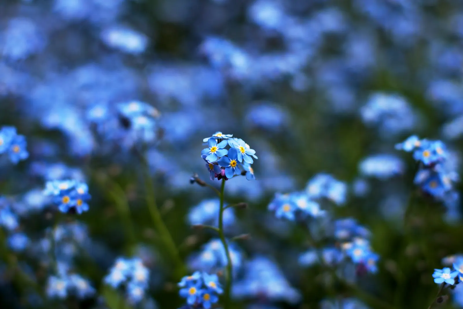 Forget-Me-Not (Myosotis Alpestris) — and along pathways due to its modest size and need for minimal maintenance