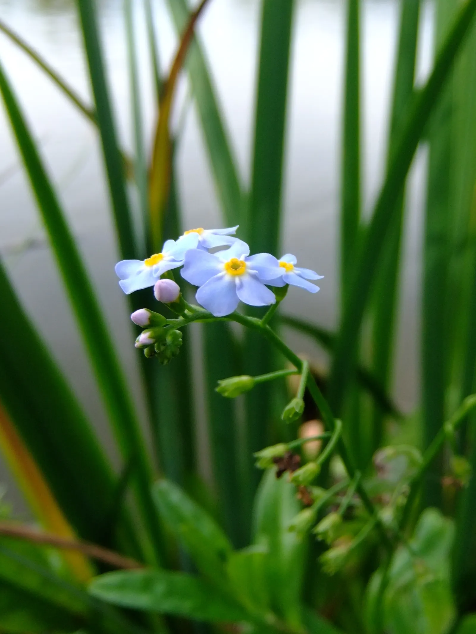 Forget-Me-Not (Myosotis Alpestris) — perennial for full or half; it is a touch of natural beauty that invites both contemplation and admiration in, image 160