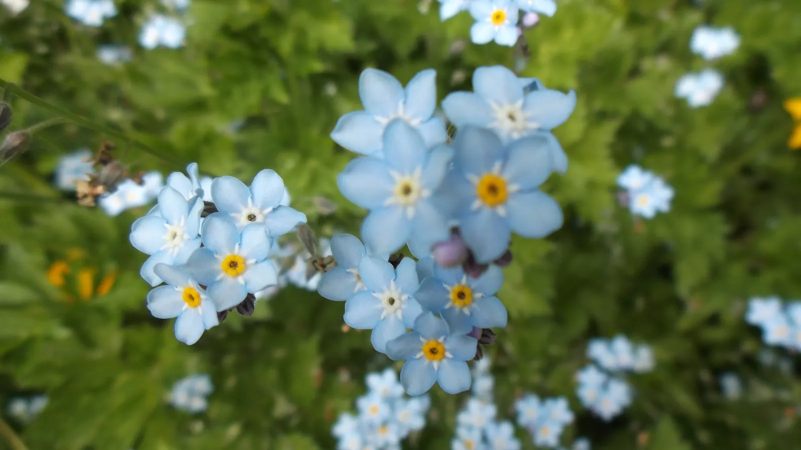 Forget-Me-Not (Myosotis Alpestris) — perennial for full or half