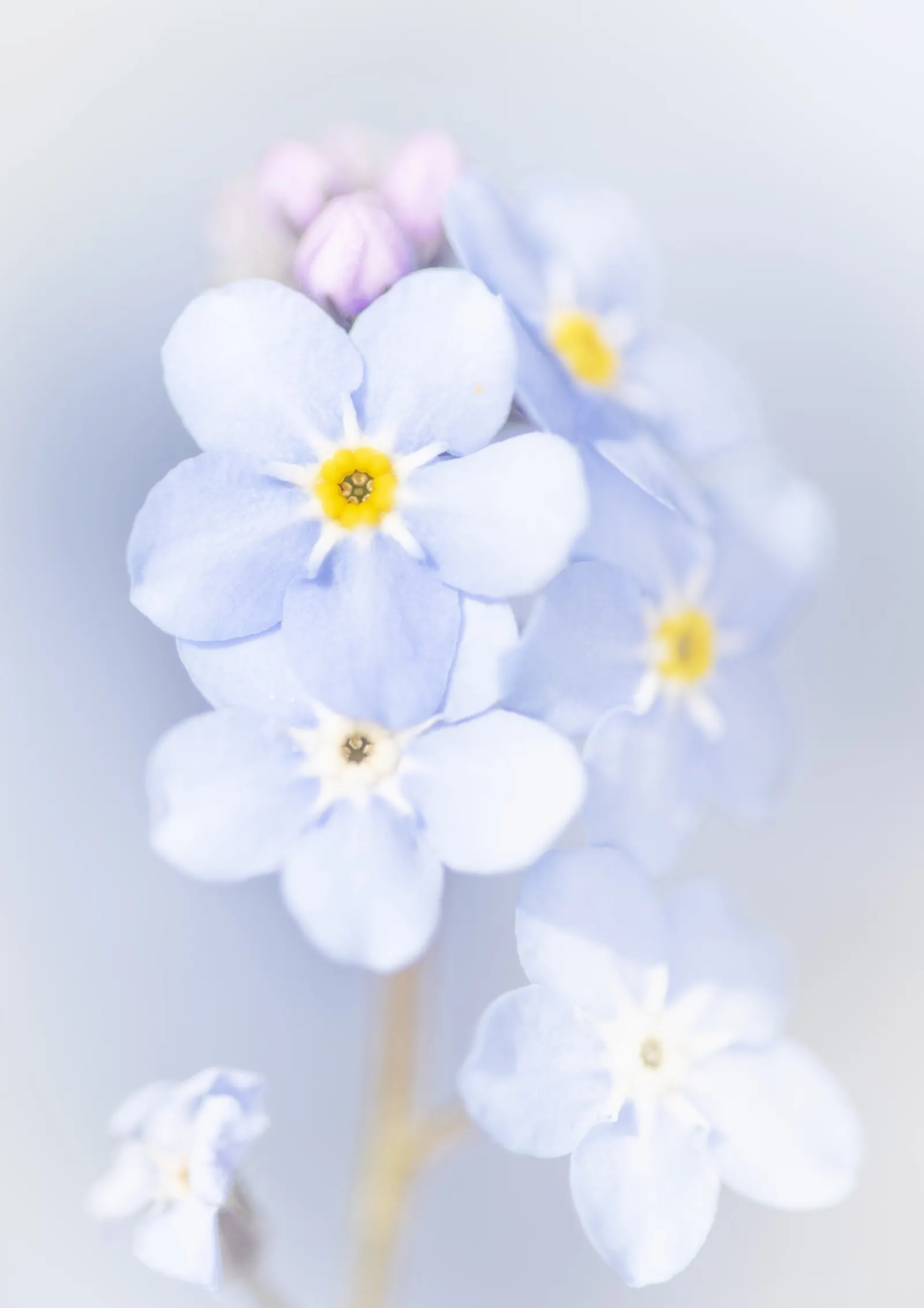 Forget-Me-Not (Myosotis Alpestris) — To maintain its compact growth habit; and along pathways due to its modest size and need for minimal, image 74