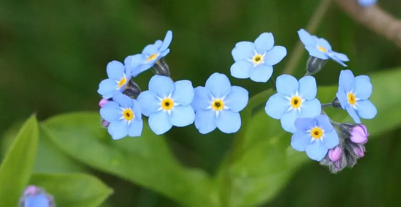Forget-Me-Not (Myosotis Alpestris) — each featuring a tiny yellow or white eye at the center